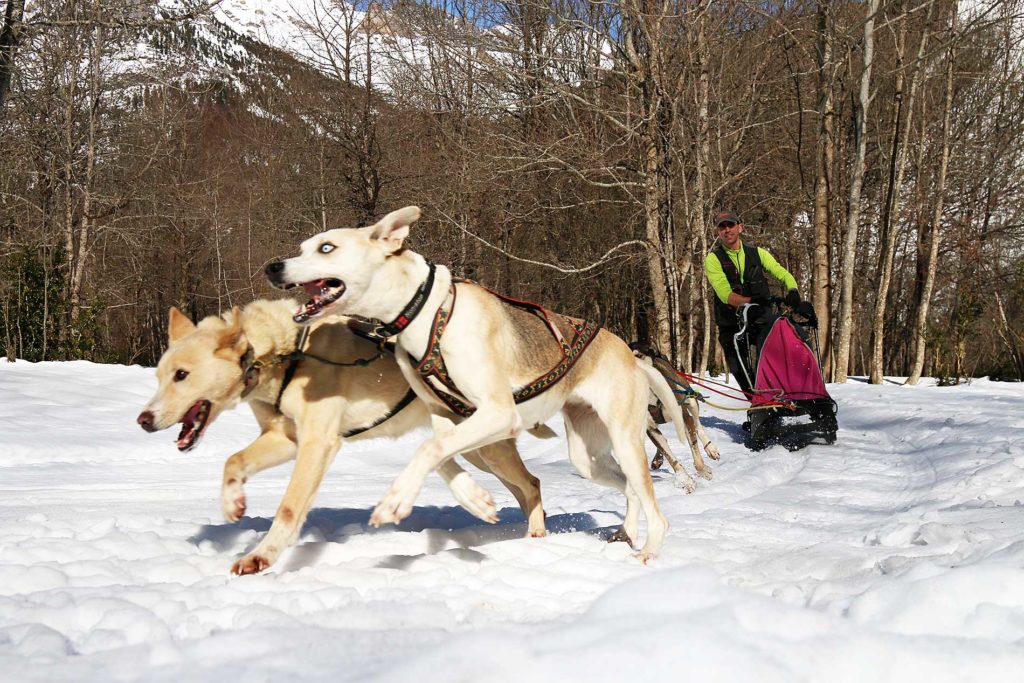 Mushing Espacio nórdico Pineta