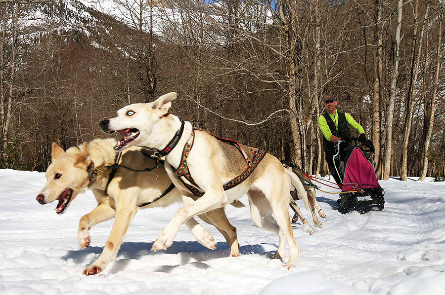 Mushing